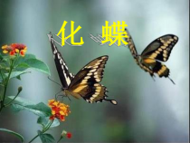 《化蝶》PPT课件2-九年级上册音乐【苏少版】