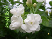 《茉莉花（一）》PPT课件7-七年级上册音乐（五线谱）【苏少版】