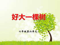 《好大一棵树》PPT课件2-七年级下册音乐（五线谱）【苏少版】
