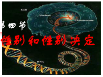 《第4节 性别和性别决定》PPT课件2-北师大版生物八年级上册
