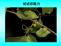 《第1节 动物运动的方式》PPT课件1-北师大版生物八年级上册