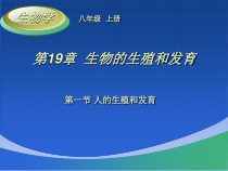 《第1节 人的生殖和发育》PPT课件2-北师大版生物八年级上册