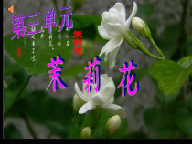 《茉莉花》PPT课件1-七年级下册音乐【西师大版】