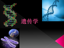 《第1节 遗传和变异现象》PPT课件3-北师大版生物八年级上册