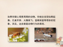《第2节 动物行为的主要类型》PPT课件2-北师大版生物八年级上册