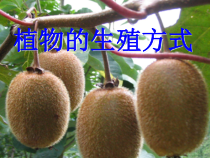 《第3节 植物的生殖方式》PPT课件1-北师大版生物八年级上册