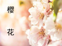 《樱花》PPT课件3-八年级下册音乐【湘艺版】