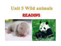 《Unit 5 Wild animals Reading 1 Giant pandas》PPT课件-八年级上册英语【牛津译林版】