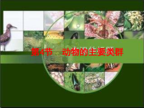 《第4节 动物的主要类群》PPT课件1-北师大版生物八年级下册