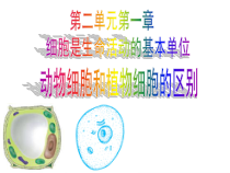 《第一节 细胞》PPT课件6-北京版生物七年级上册