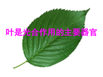 《第二节 绿色植物的光合作用》PPT课件3-北京版生物七年级上册