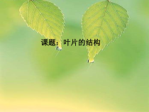《第二节 绿色植物的光合作用》PPT课件5-北京版生物七年级上册