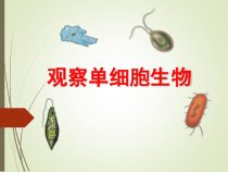 《第二节 生物体》PPT课件1-北京版生物七年级上册