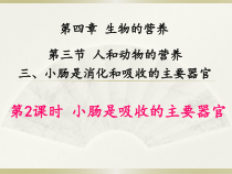 《第三节 人和动物的营养》PPT课件4-北京版生物七年级上册