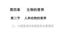 《第三节 人和动物的营养》PPT课件5-北京版生物七年级上册