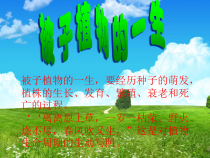 《第一节 绿色植物的生活需要水和无机盐》PPT课件1-北京版生物七年级上册