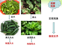 《第一节 绿色植物的生活需要水和无机盐》PPT课件3-北京版生物七年级上册
