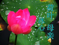 第7课《散文诗两首-荷叶·母亲》PPT课件2-七年级语文上册统编版