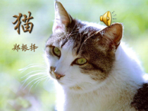 第17课《猫》PPT课件1-七年级语文上册统编版
