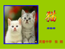 第17课《猫》PPT课件3-七年级语文上册统编版