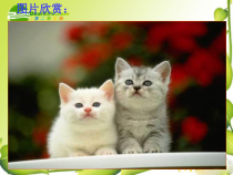 第17课《猫》PPT课件4-七年级语文上册统编版