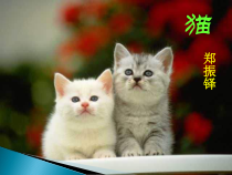 第17课《猫》PPT课件6-七年级语文上册统编版