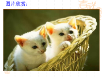 第17课《猫》PPT课件7-七年级语文上册统编版
