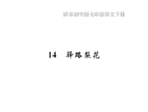 14《驿路梨花》习题课件(共22页)-七年级语文下册统编版