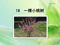 第18课《一棵小桃树》PPT课件4-七年级语文下册统编版