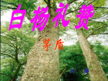 第14课《白杨礼赞》PPT课件5-八年级语文上册统编版