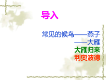 第7课《大雁归来》PPT课件10-八年级语文下册统编版
