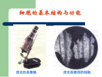《第一节 细胞》PPT课件8-北京版生物七年级上册