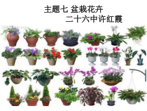 盆栽花卉-七年级下册综合实践