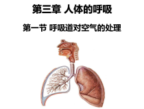 《1.呼吸道的结构与功能》PPT课件2-北京版生物七年级下册