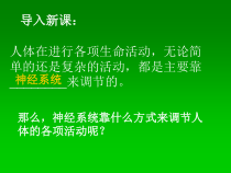 《第二节 神经调节的基本方式》PPT课件1-北京版生物七年级下册