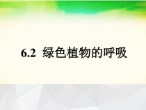 《第二节 绿色植物的呼吸》PPT课件1-北京版生物七年级下册