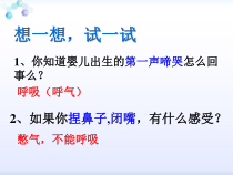 《1.呼吸道的结构与功能》PPT课件4-北京版生物七年级下册