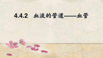 《3.血管》PPT课件4-北京版生物七年级下册