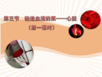 《4.心脏的结构》PPT课件1-北京版生物七年级下册