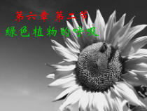 《第二节 绿色植物的呼吸》PPT课件4-北京版生物七年级下册
