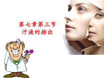 《第三节 汗液的排出》PPT课件2-北京版生物七年级下册