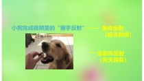 《第二节 神经调节的基本方式》PPT课件4-北京版生物七年级下册