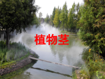 《第一节 植物体内的物质运输》PPT课件1-北京版生物七年级下册