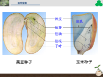 北京版生物八年级上册（课件8份可预览）