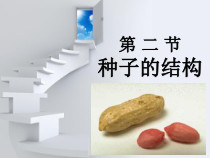 《2.种子的结构》PPT课件1-北京版生物八年级上册