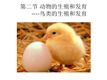 《第二节 动物的生殖和发育》PPT课件8-北京版生物八年级上册