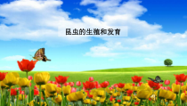 《第二节 动物的生殖和发育》PPT课件4-北京版生物八年级上册
