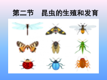 《第二节 动物的生殖和发育》PPT课件7-北京版生物八年级上册