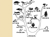 《第二节 生物的进化》PPT课件2-北京版生物八年级上册