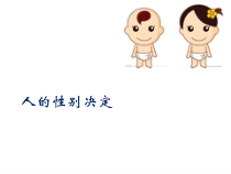 《第三节 人类的遗传》PPT课件1-北京版生物八年级上册
